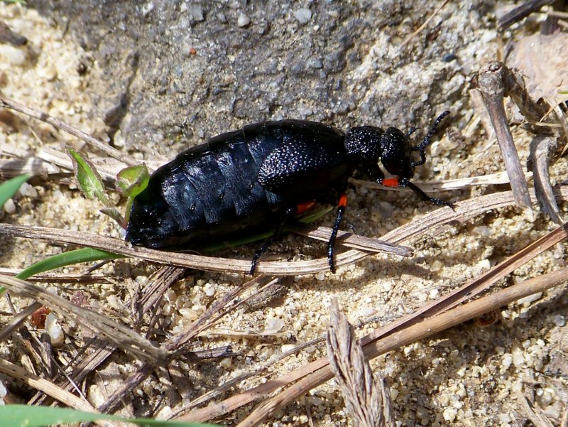 Meloe erythrocnemus