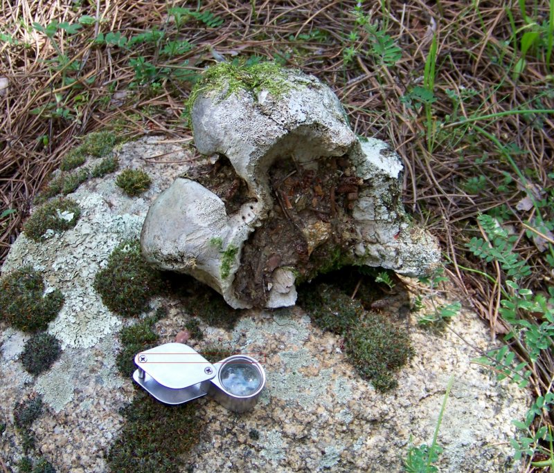 Osso da identificare