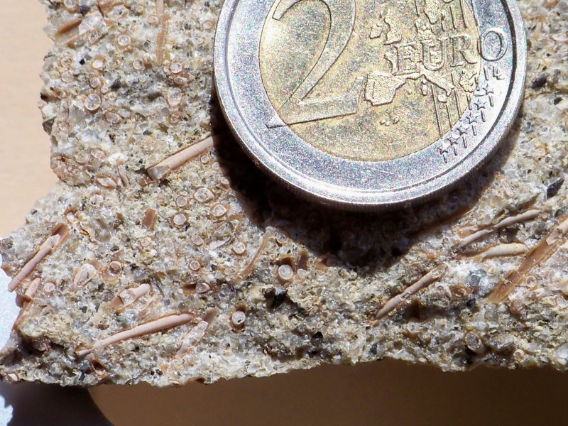 Pliocene KR: tubicini