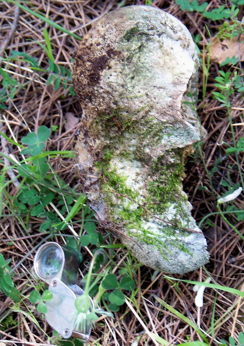 Osso da identificare
