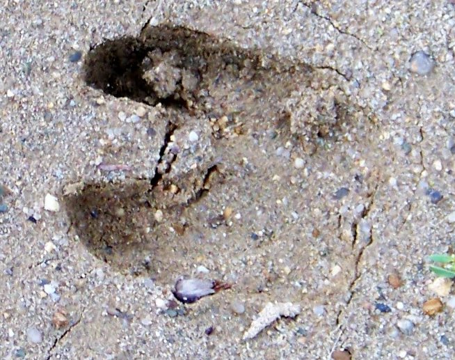 Orme e tana di cinghiale