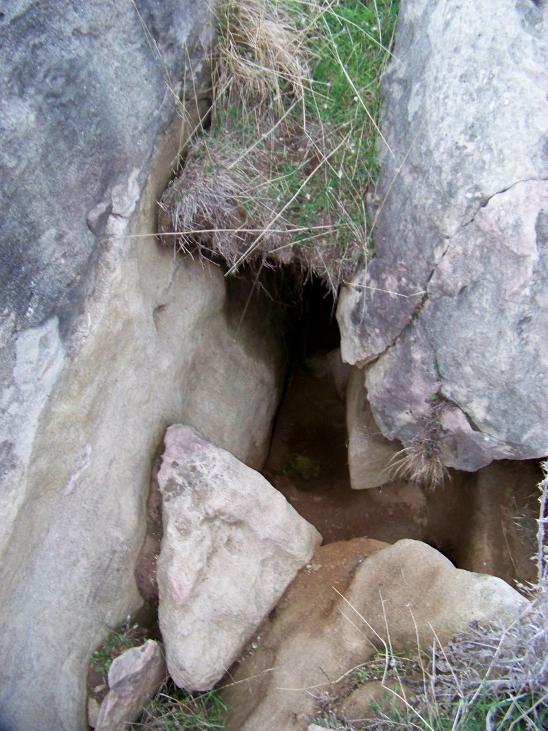Orme e tana di cinghiale