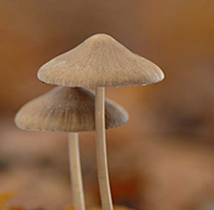 Due specie da determinare dal Bosco della Partecipanza