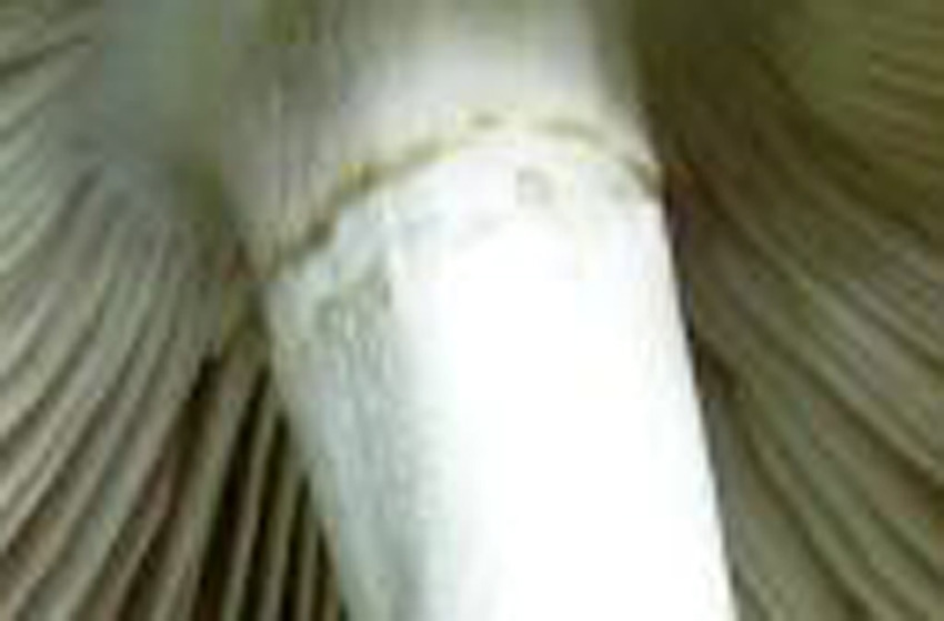 2) Vecchio ritrovamento del mese di luglio sotto Quercia