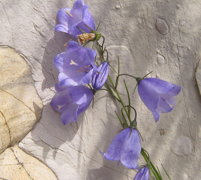 Campanula micrantha / Campanula degli appennini