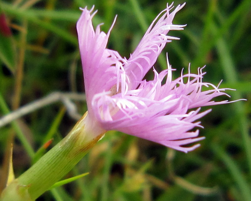Dianthus monspessulanus / Garofano di bosco