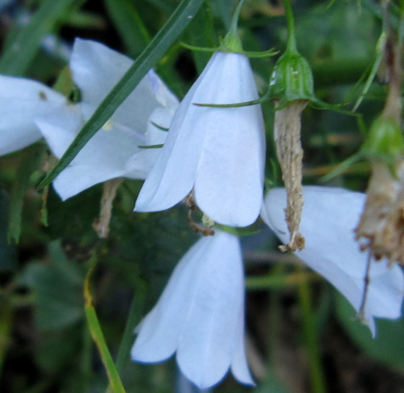 Campanula micrantha / Campanula degli appennini