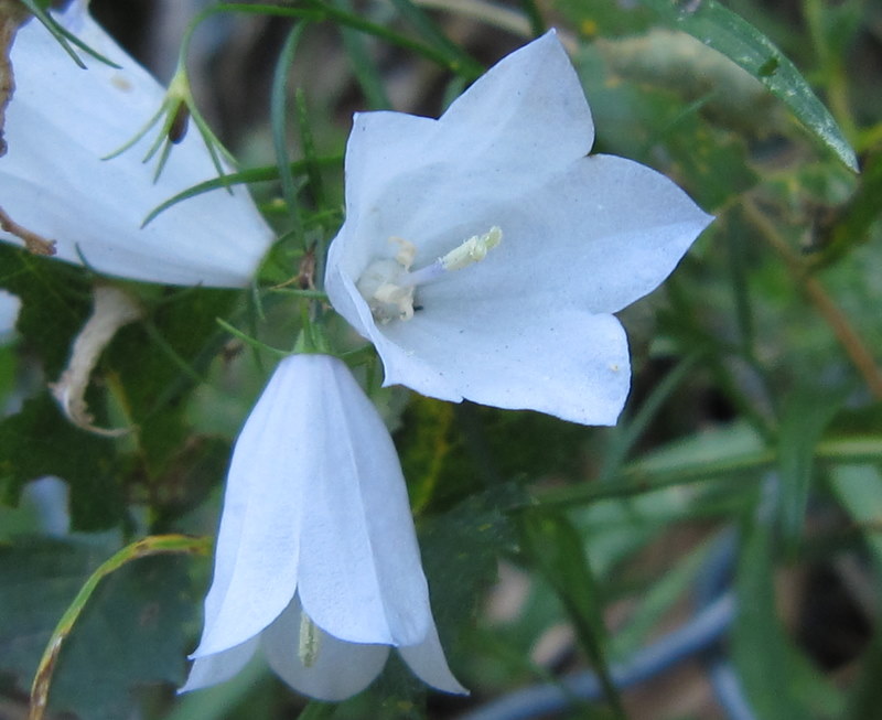 Campanula micrantha / Campanula degli appennini