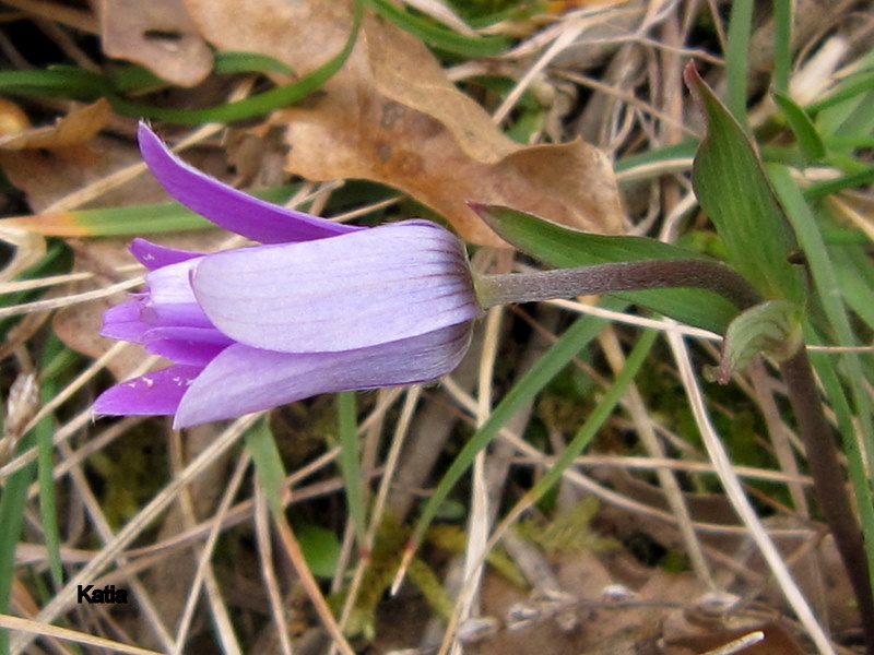 Anemone coronaria? - No, Anemone hortensis