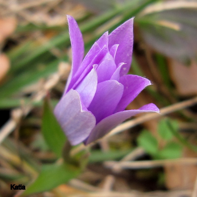 Anemone coronaria? - No, Anemone hortensis