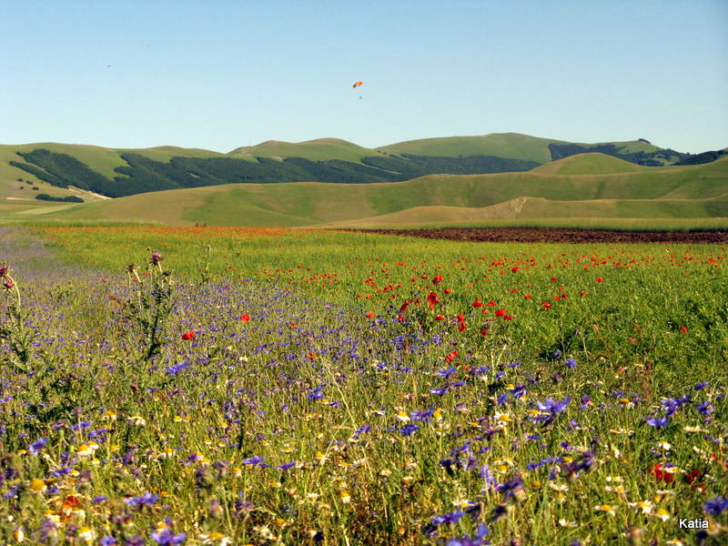 Le spettacolari fioriture di Castelluccio di Norcia