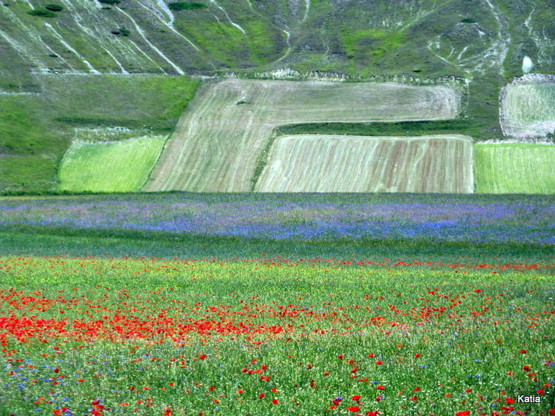 Le spettacolari fioriture di Castelluccio di Norcia