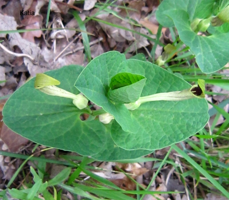 Aristolochia lutea / Aristolochia gialla