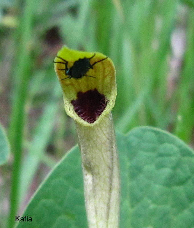 Aristolochia lutea / Aristolochia gialla