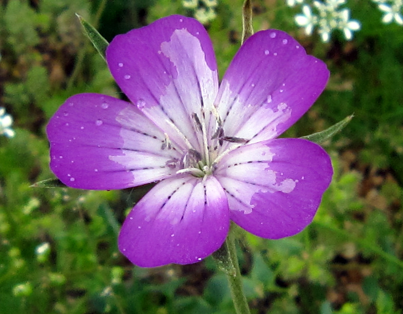 Agrostemma githago