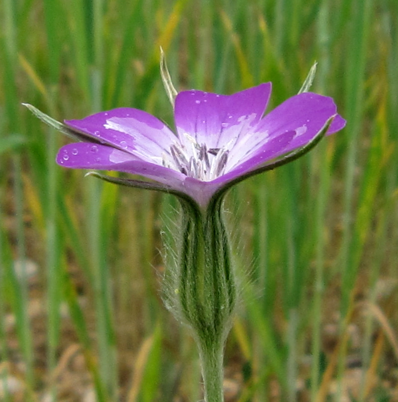 Agrostemma githago