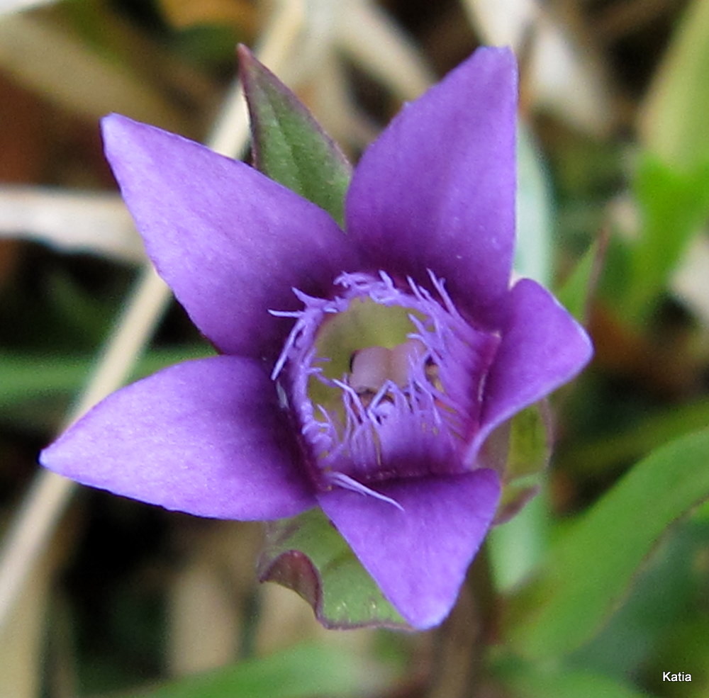 Gentianella columnae