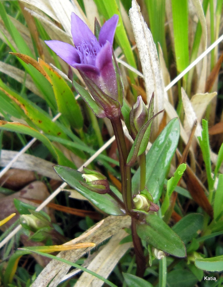 Gentianella columnae