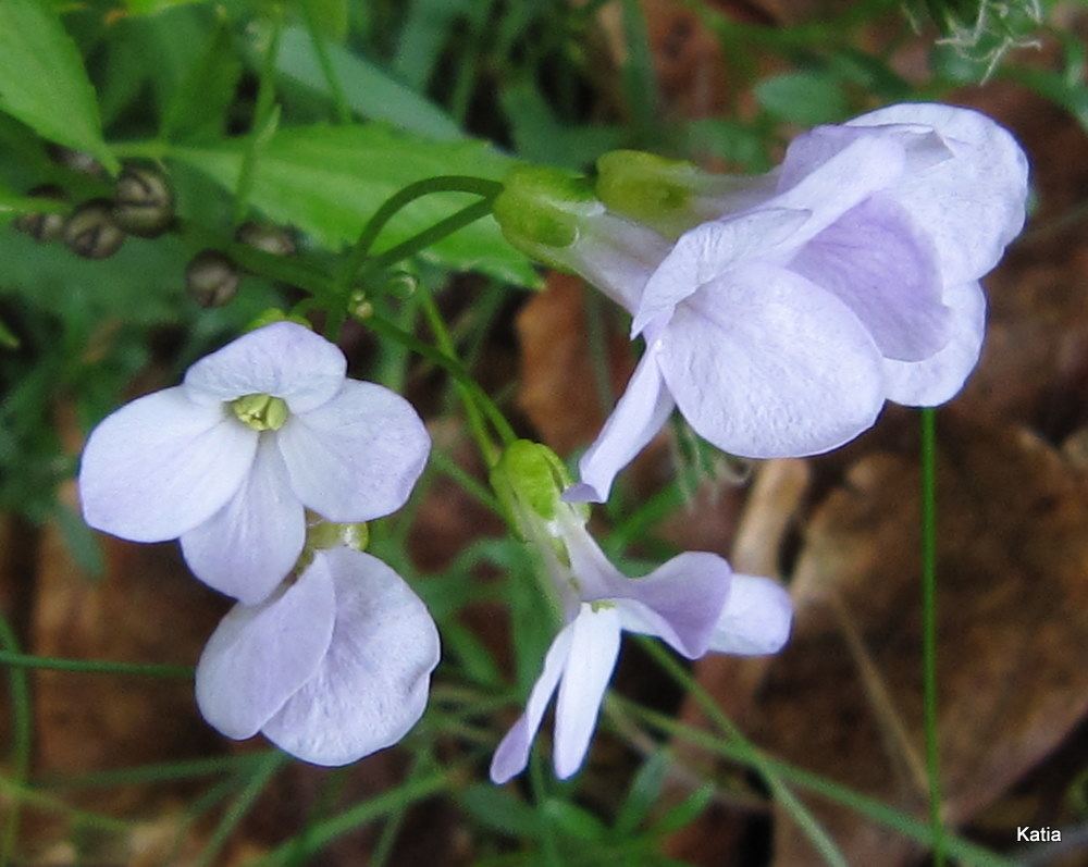 Cardamine bulbifera