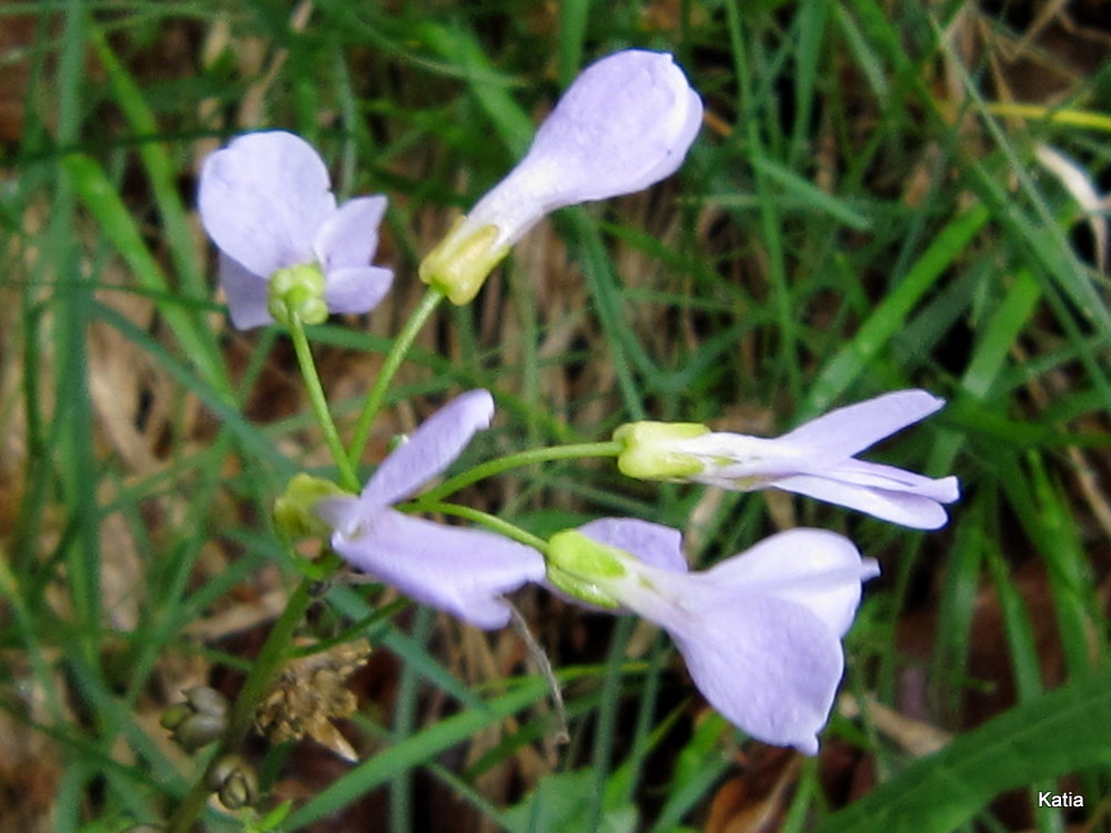 Cardamine bulbifera