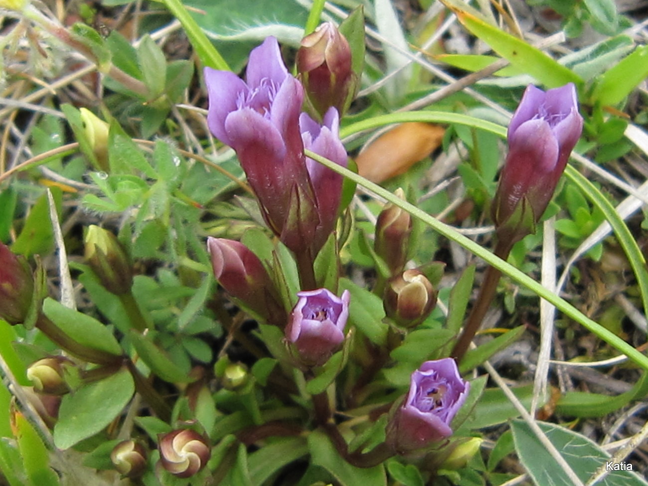 Gentianella columnae