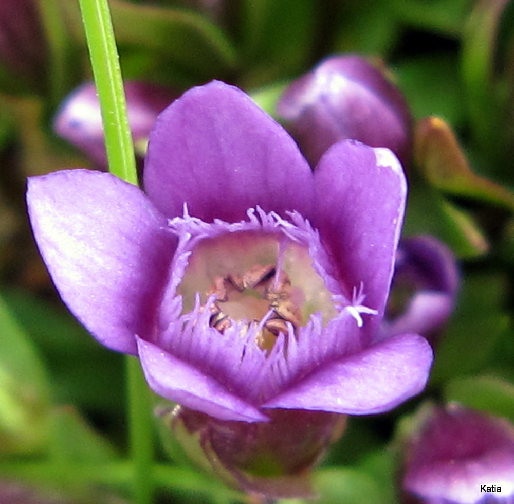 Gentianella columnae