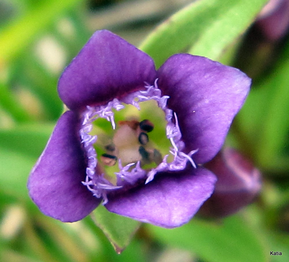 Gentianella columnae