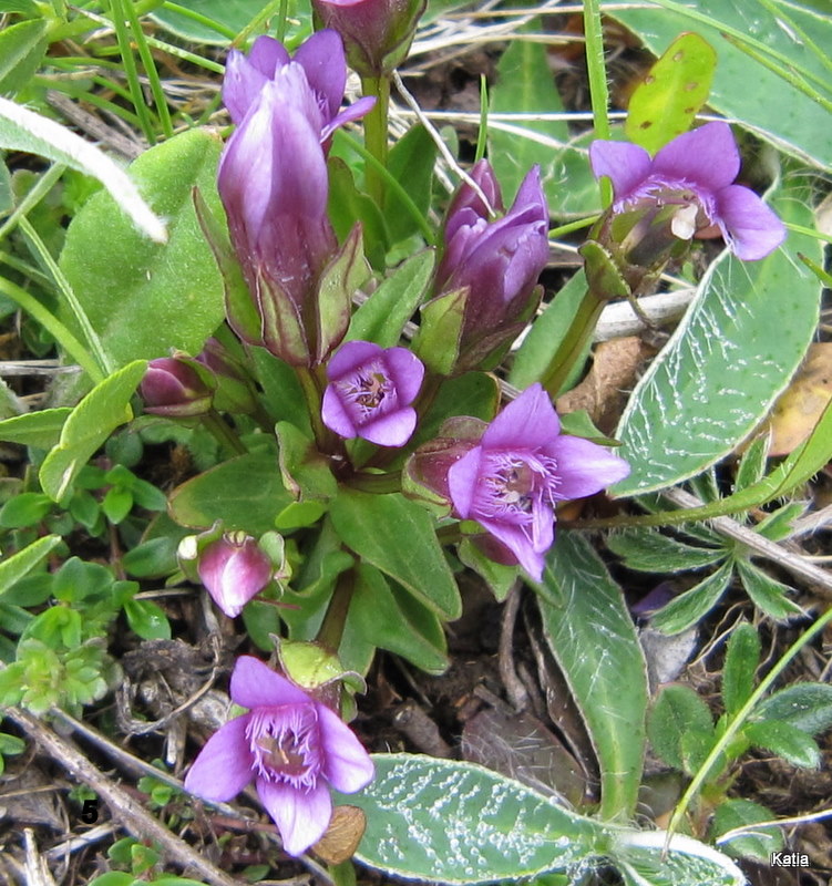 Gentianella columnae