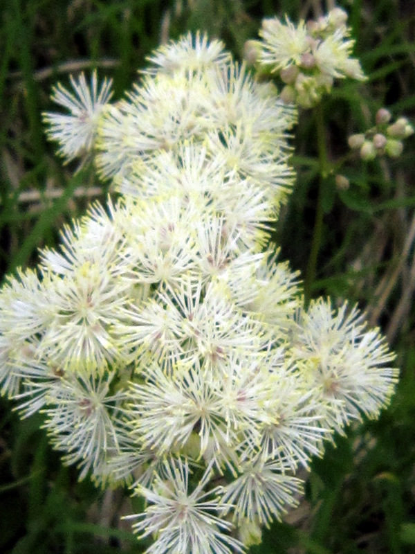 Thalictrum aquilegiifolium