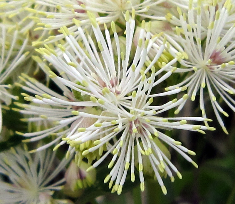 Thalictrum aquilegiifolium
