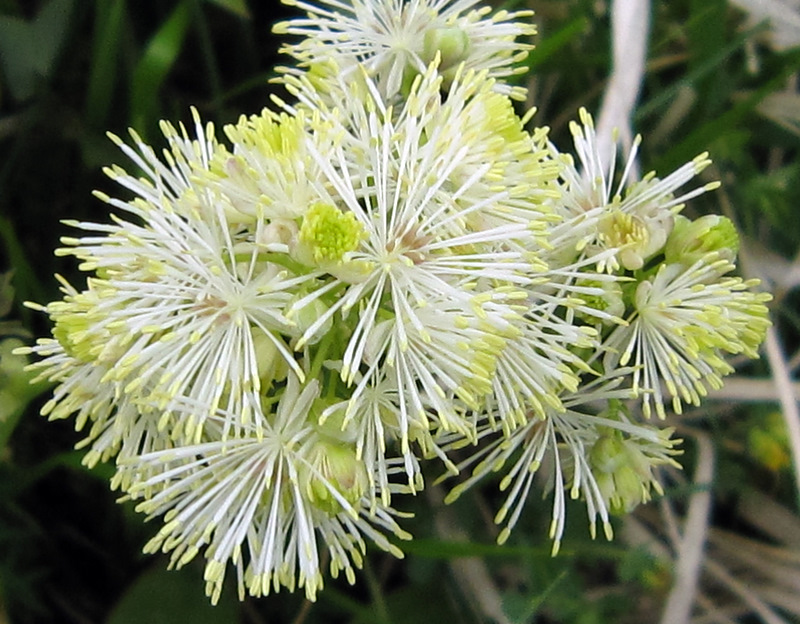 Thalictrum aquilegiifolium
