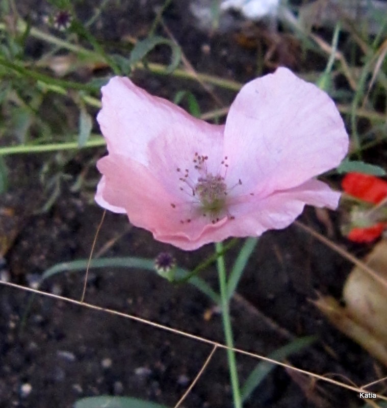papavero apocromatico? - Papaver pinnatifidum