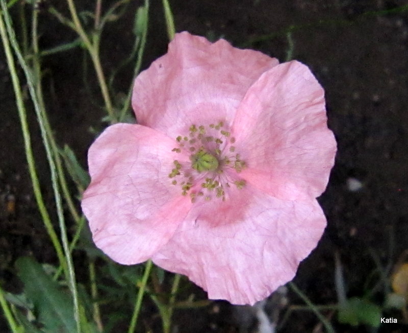 papavero apocromatico? - Papaver pinnatifidum