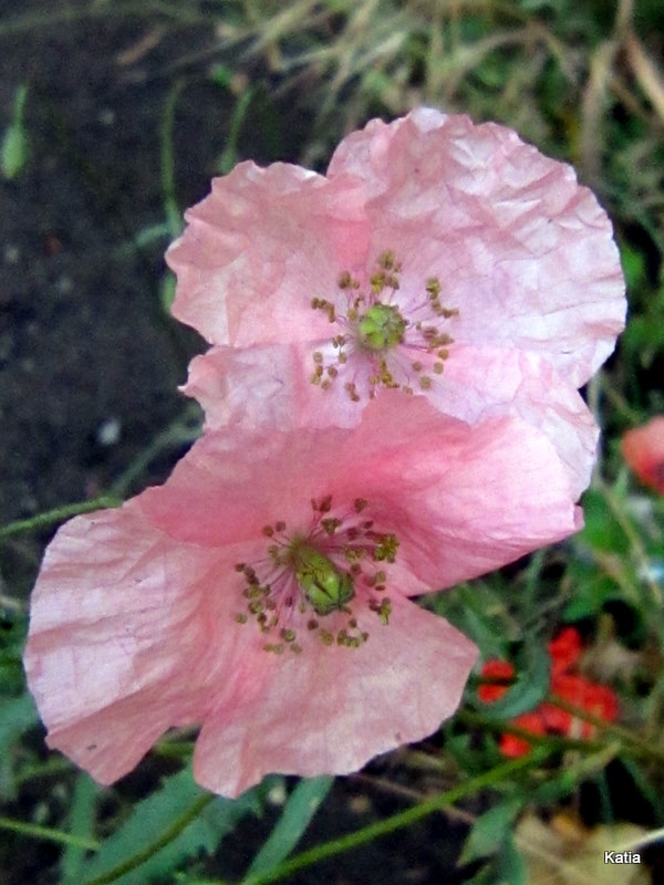 papavero apocromatico? - Papaver pinnatifidum