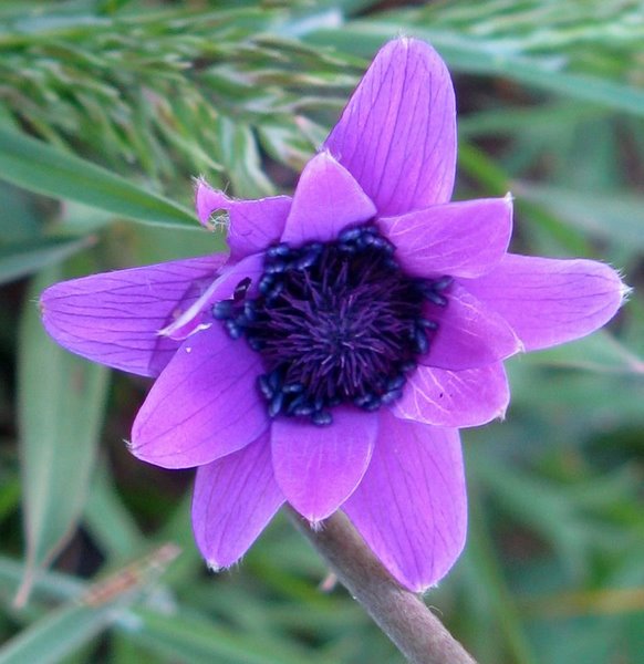 Anemone coronaria? - No, Anemone hortensis