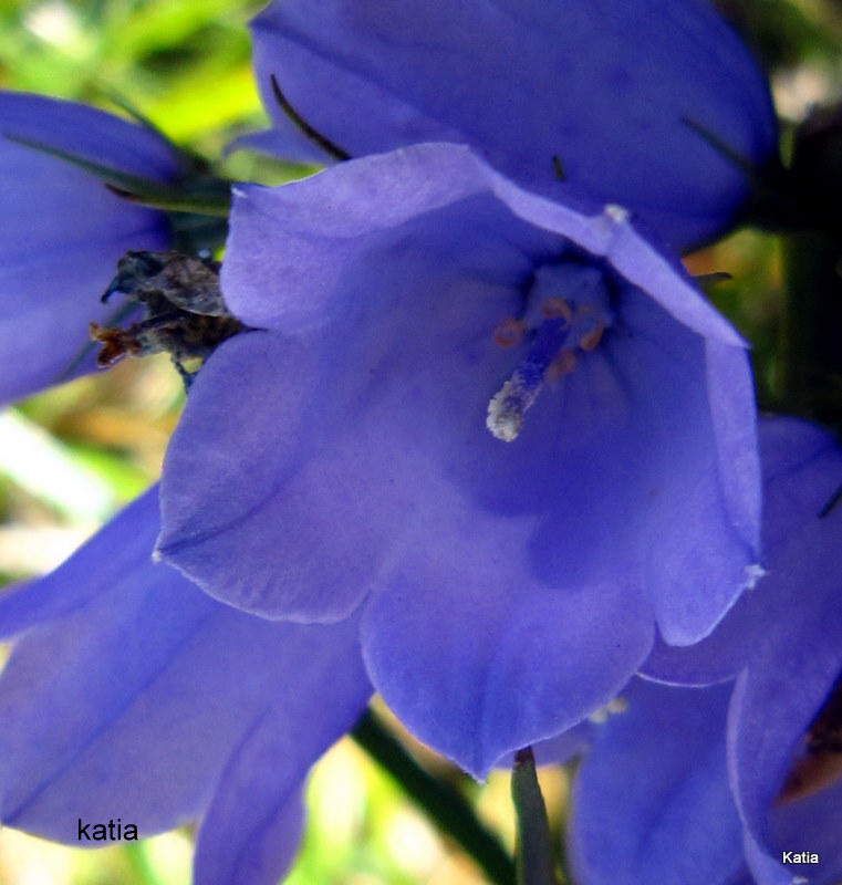 Campanula micrantha / Campanula degli appennini