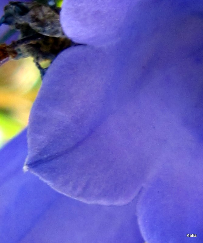Campanula micrantha / Campanula degli appennini