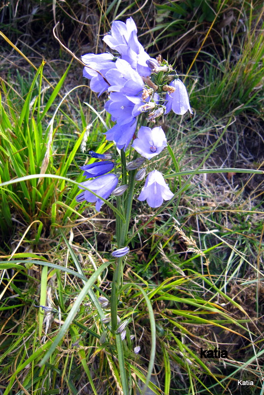 Campanula micrantha / Campanula degli appennini
