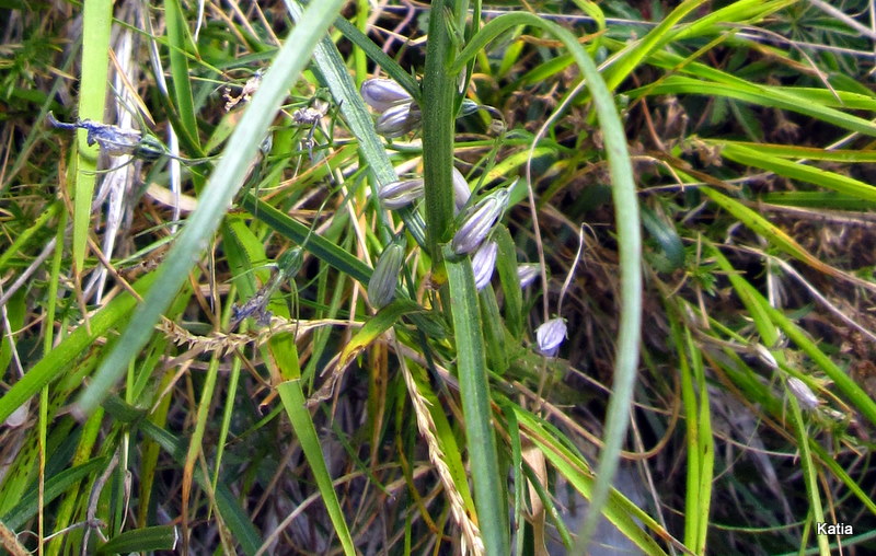 Campanula micrantha / Campanula degli appennini