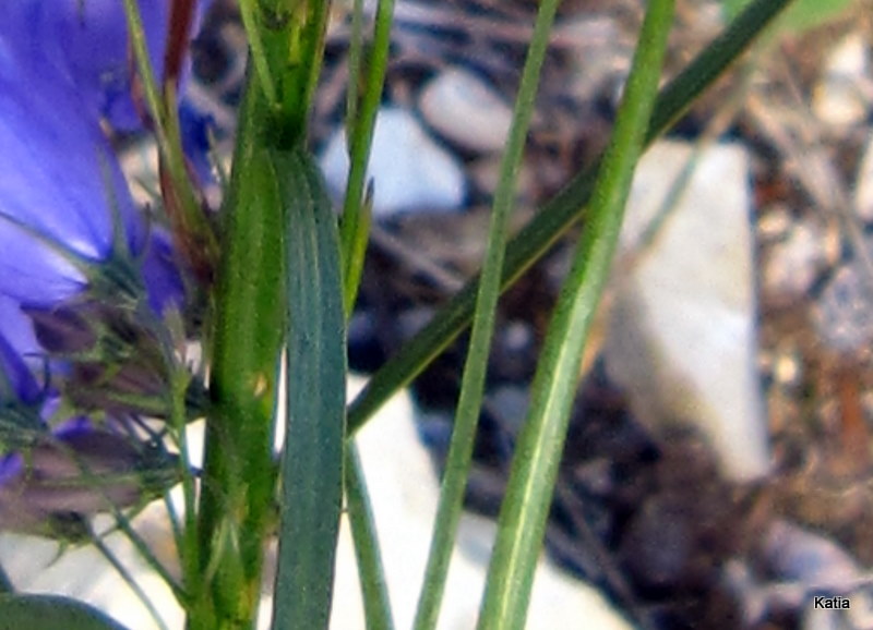 Campanula micrantha / Campanula degli appennini