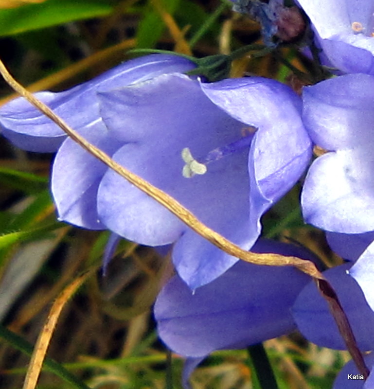 Campanula micrantha / Campanula degli appennini