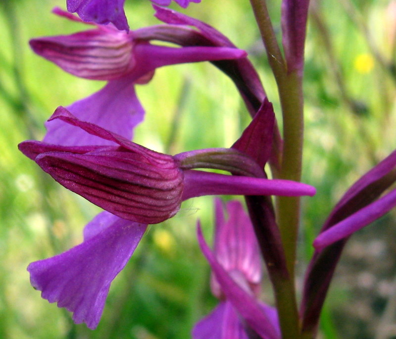 A.papilionacea