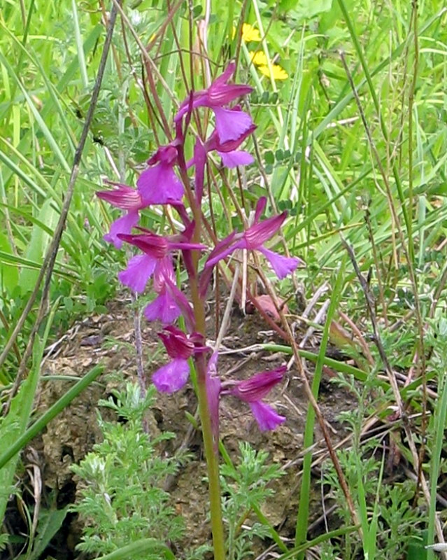 A.papilionacea