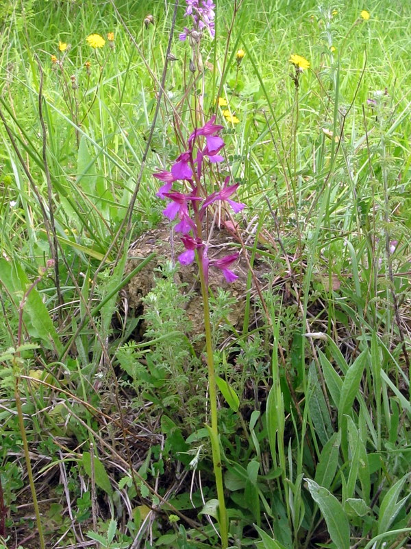 A.papilionacea