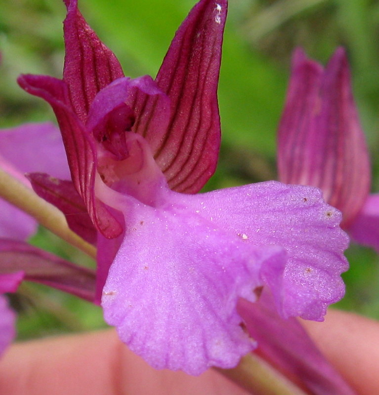 A.papilionacea