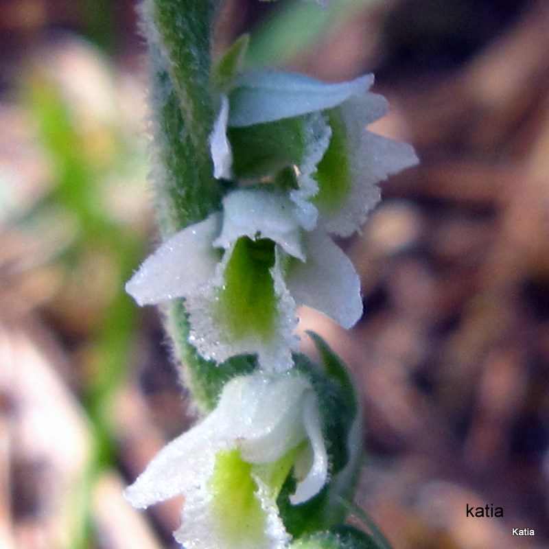 Spiranthes della Valdichiana