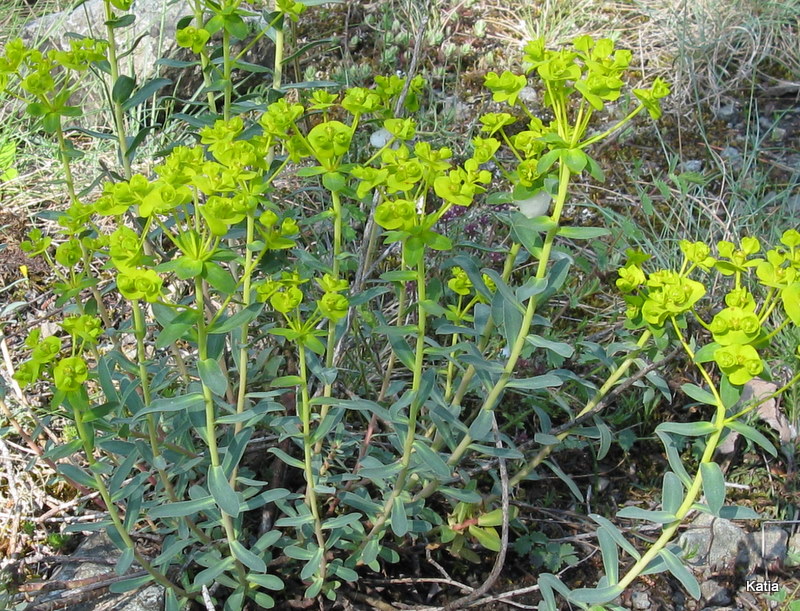 Euphorbia nicaeensis / Euforbia di Nizza