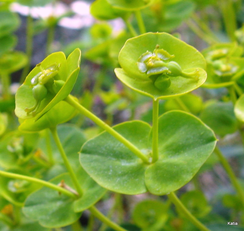 Euphorbia nicaeensis / Euforbia di Nizza