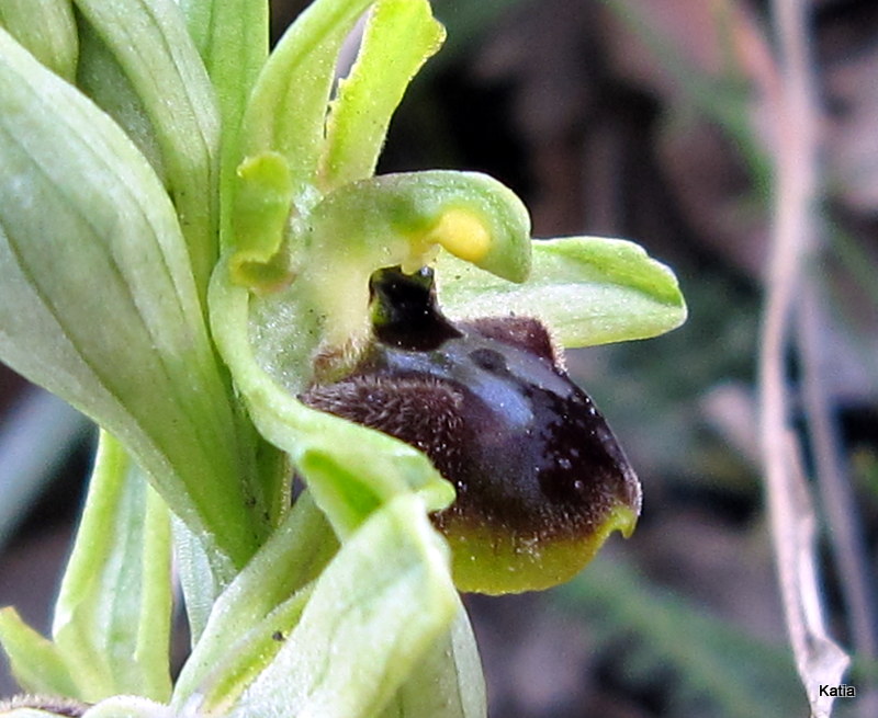Aiuto per Ophrys