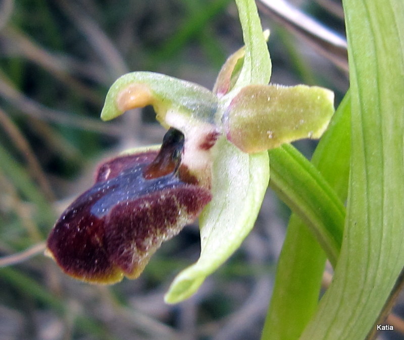 Aiuto per Ophrys